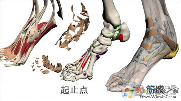 3dbody解剖下載