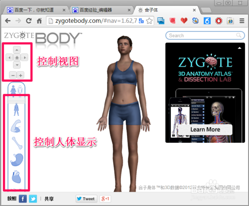 谷歌人體瀏覽器下載_Google人體瀏覽器(Zygote Body)綠色版