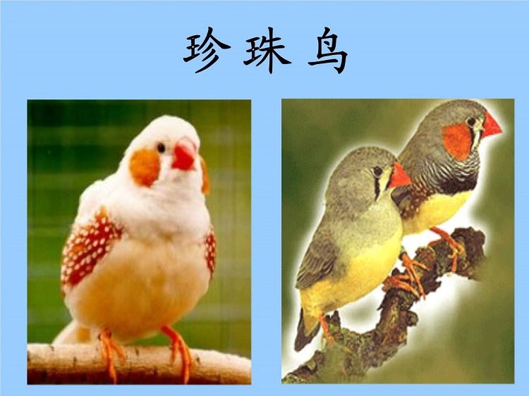 珍珠鳥(niǎo)ppt課件人教版_珍珠鳥(niǎo)PPT課件