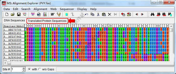 BioEdit序列對比分析軟件 v7.0.9中文版