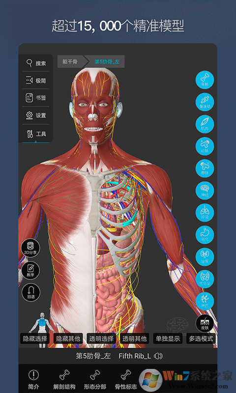 維薩里3D解剖